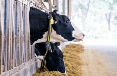 <strong>从“制制”到“智制”乳业数字化转型擘</strong> 